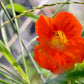 Nasturtium | Flower Seed Grow Kit